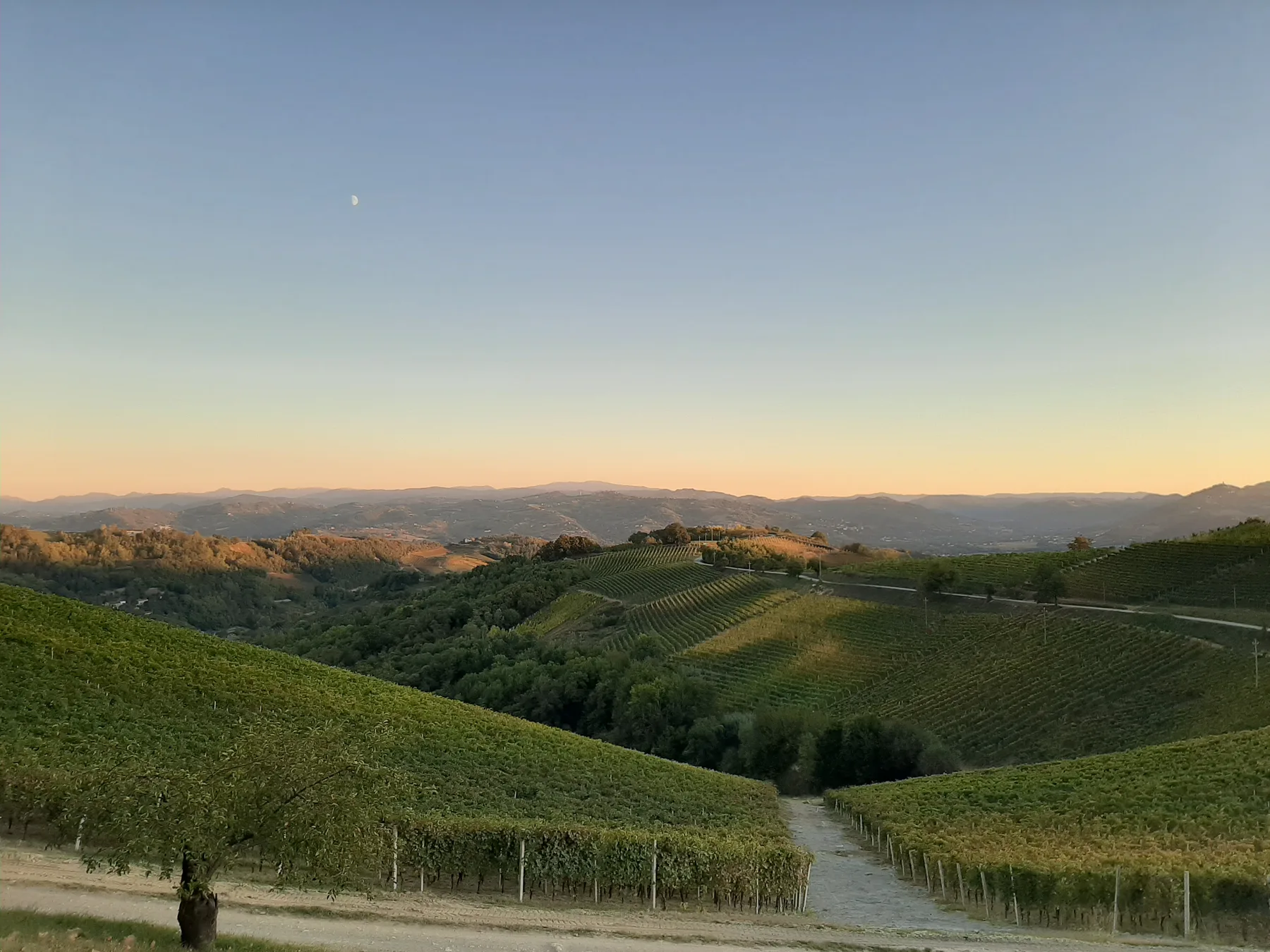 Sustainability – Araldica Castelvero