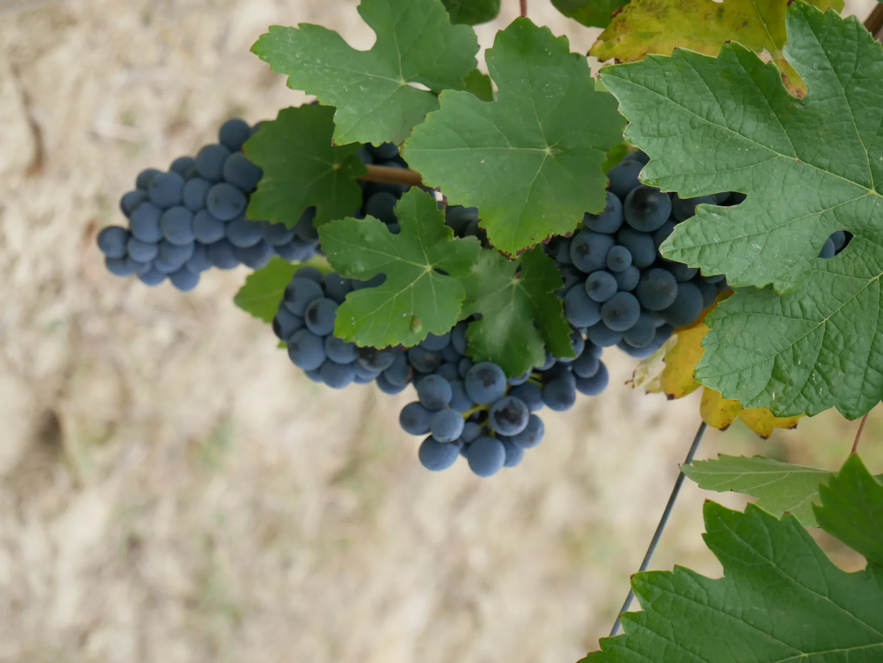 Sustainability – Araldica Castelvero