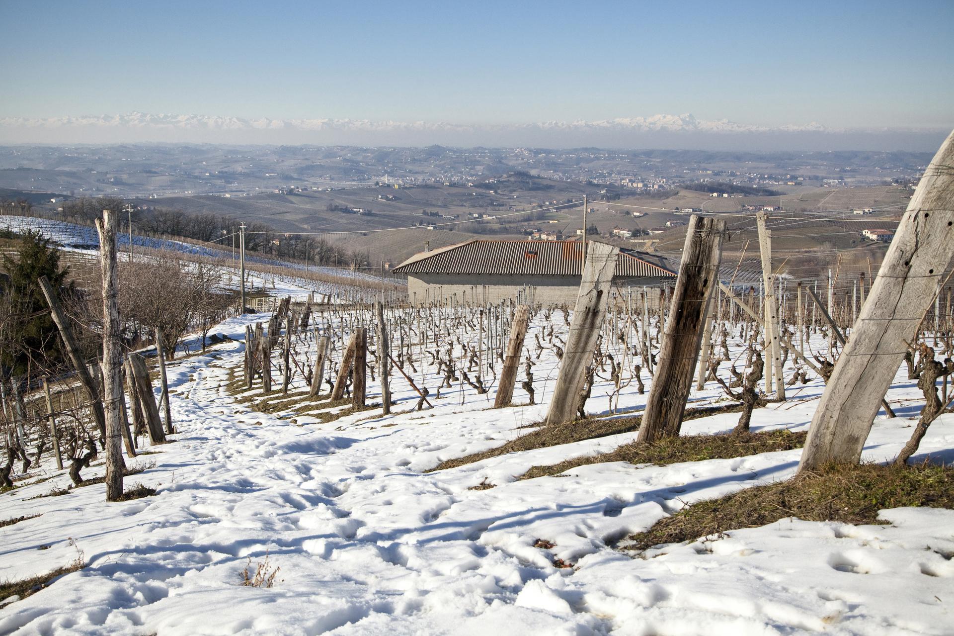 I vigneti di Araldica Castelvero