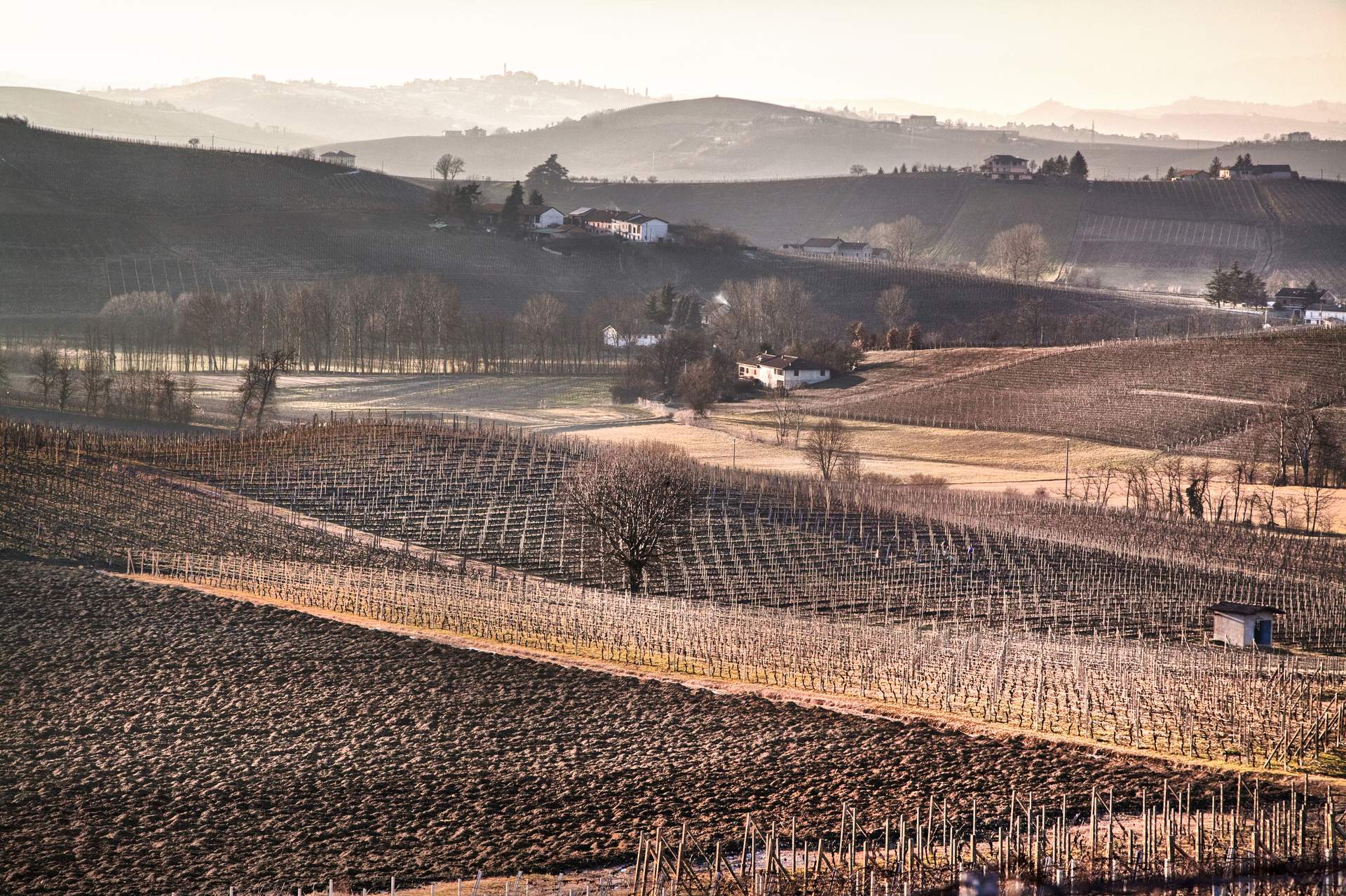 I vigneti di Araldica Castelvero