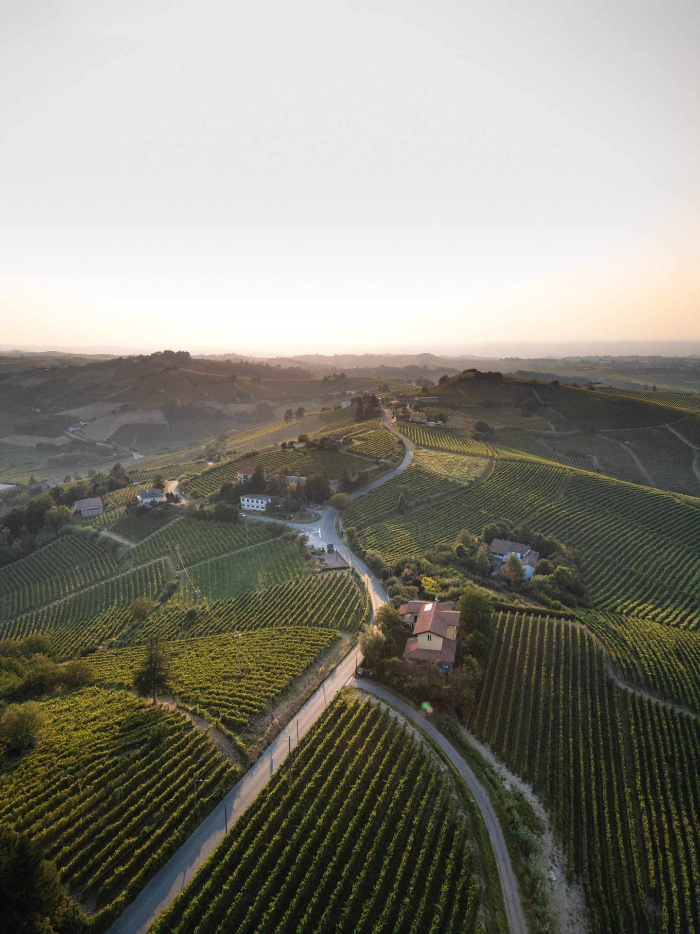 I vigneti di Araldica Castelvero