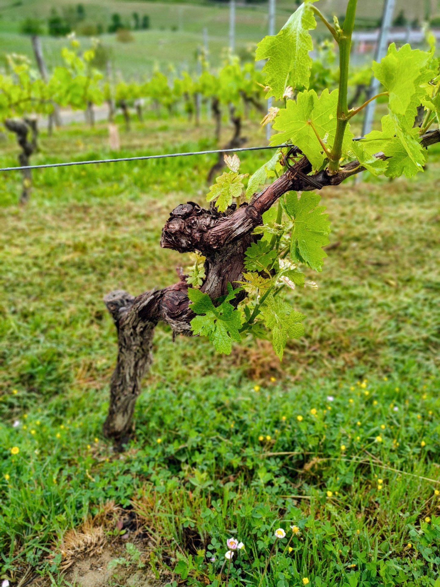 I vigneti di Araldica Castelvero