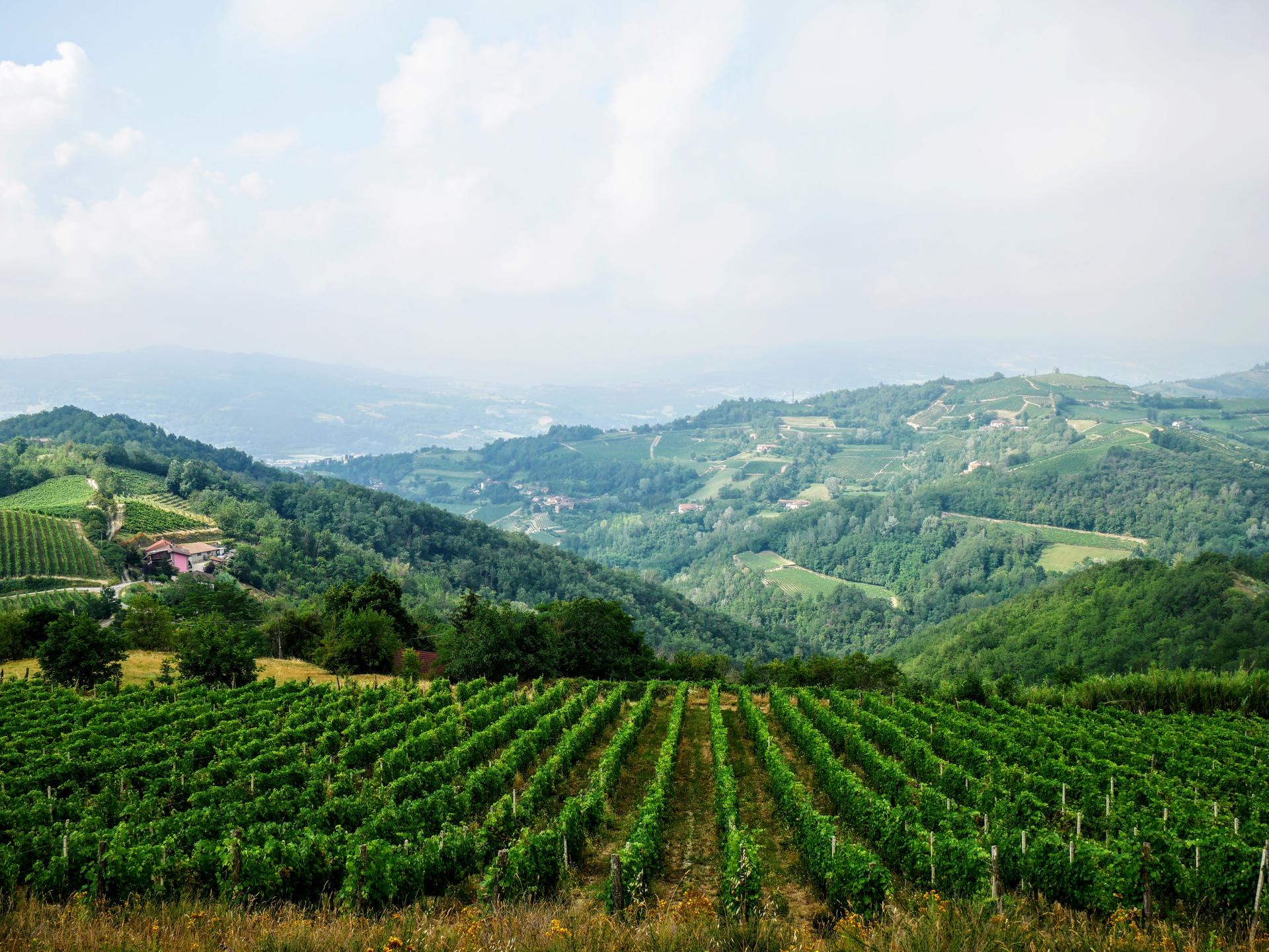 I vigneti di Araldica Castelvero