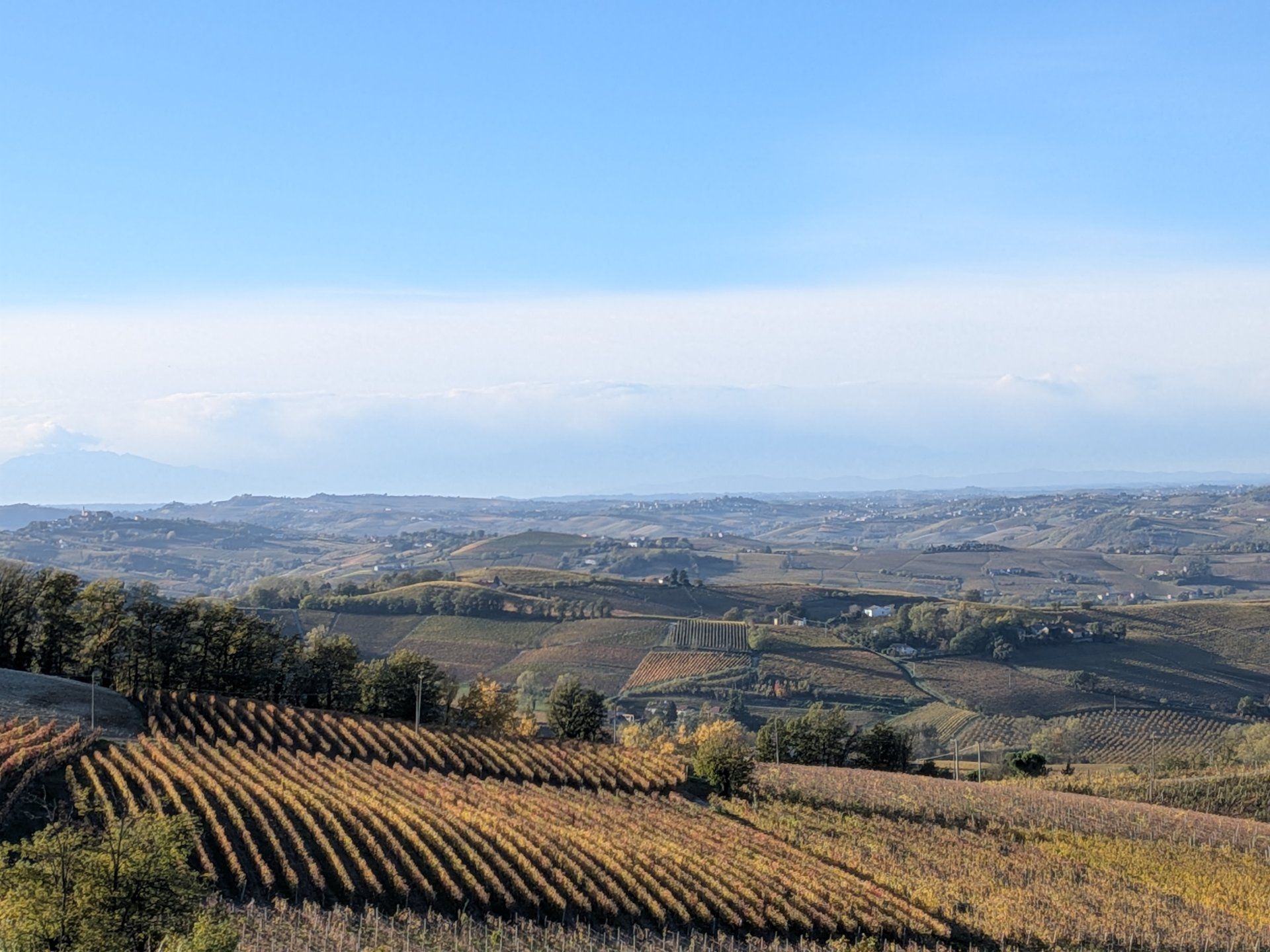 I vigneti di Araldica Castelvero
