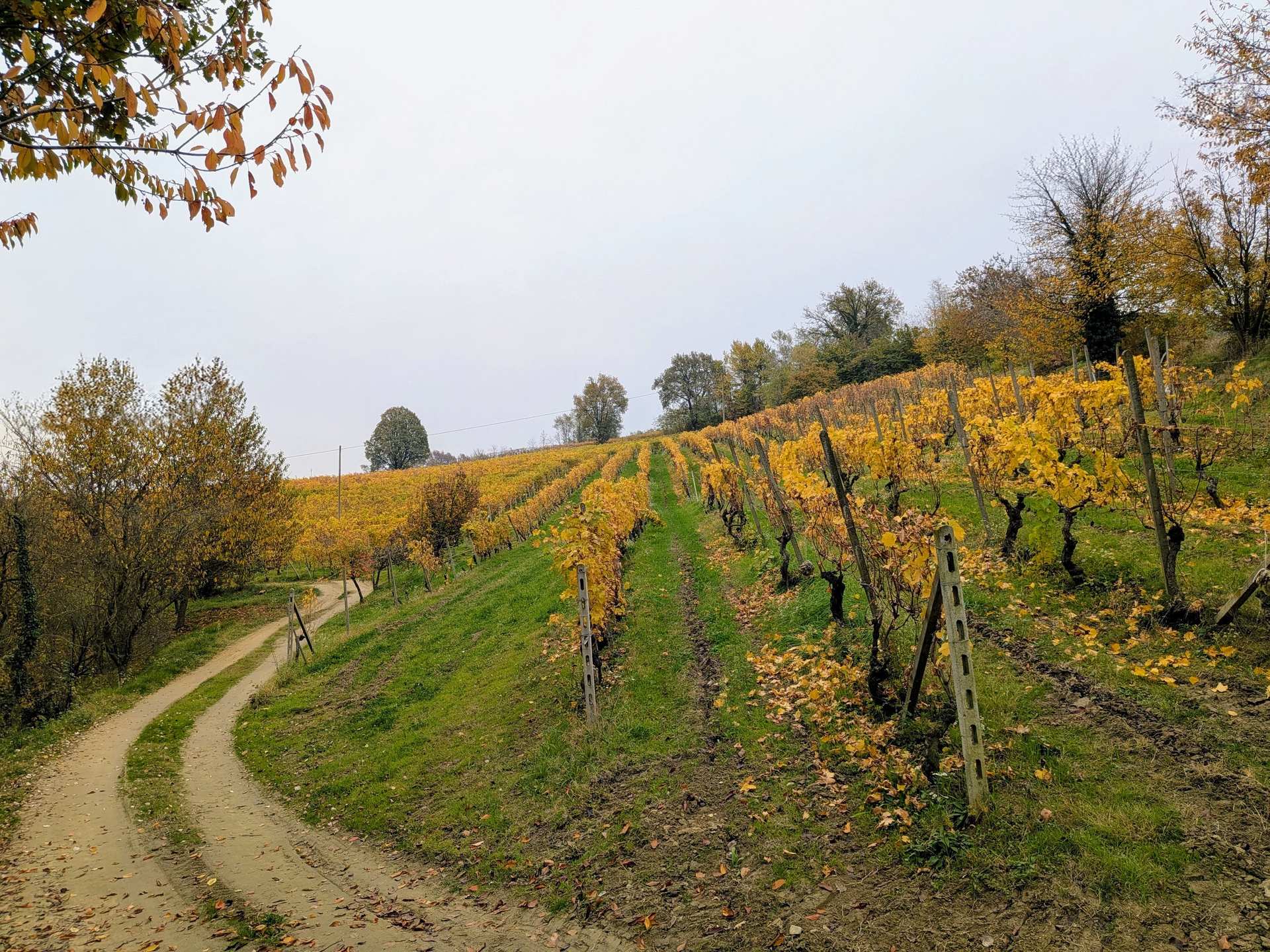 I vigneti di Araldica Castelvero