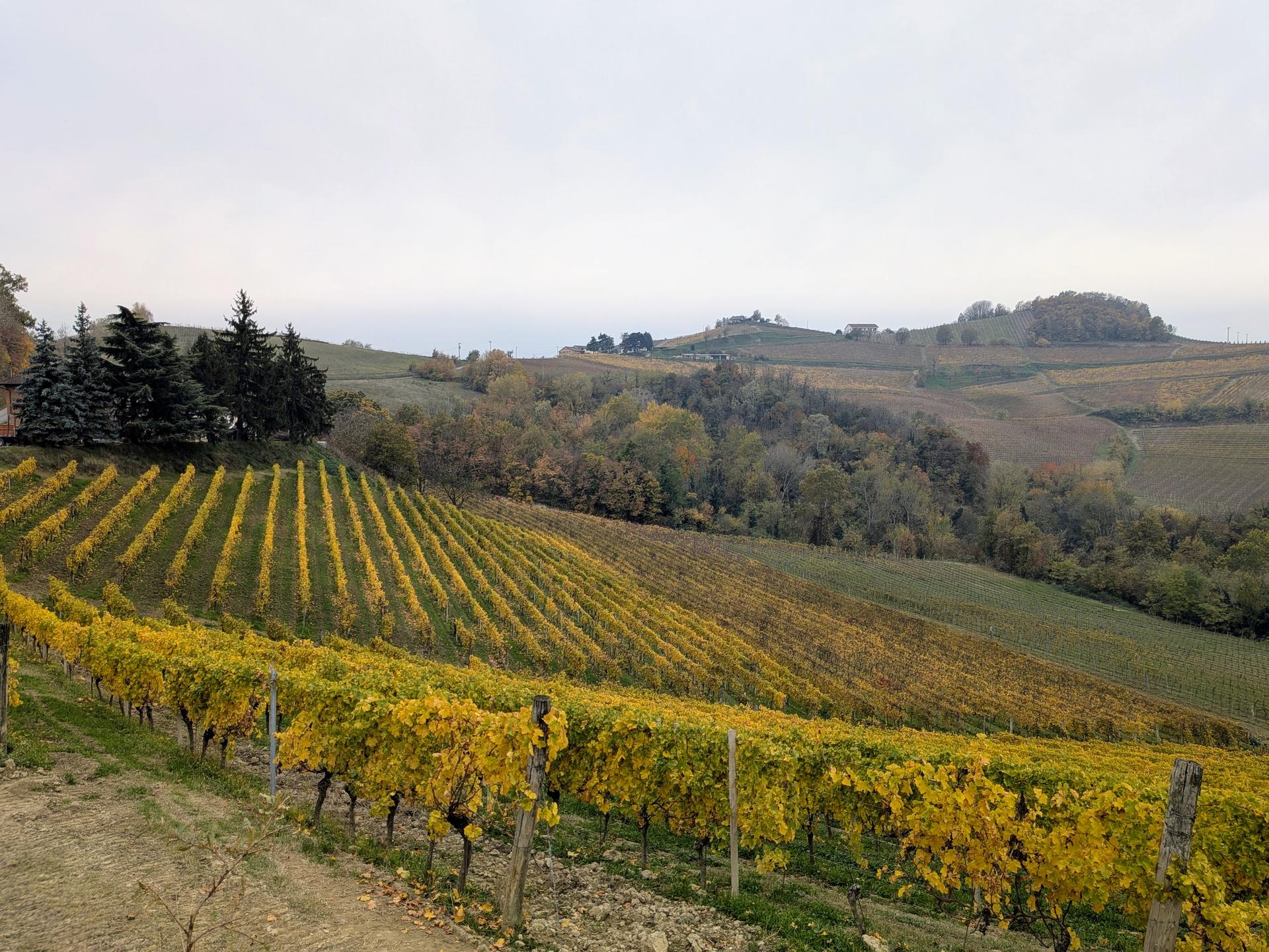 I vigneti di Araldica Castelvero