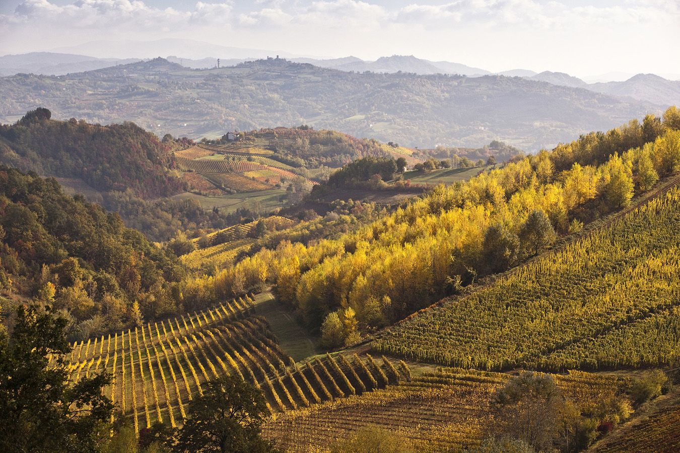 Il Cascinone Estate – Araldica Castelvero
