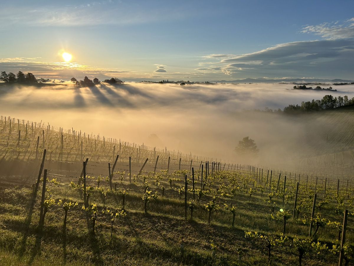 Il Cascinone Estate – Araldica Castelvero