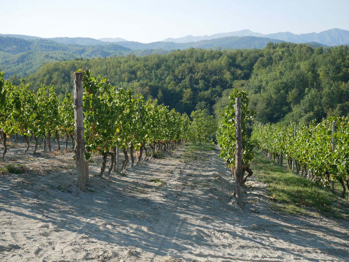 Santa Seraffa Estate – Araldica Castelvero