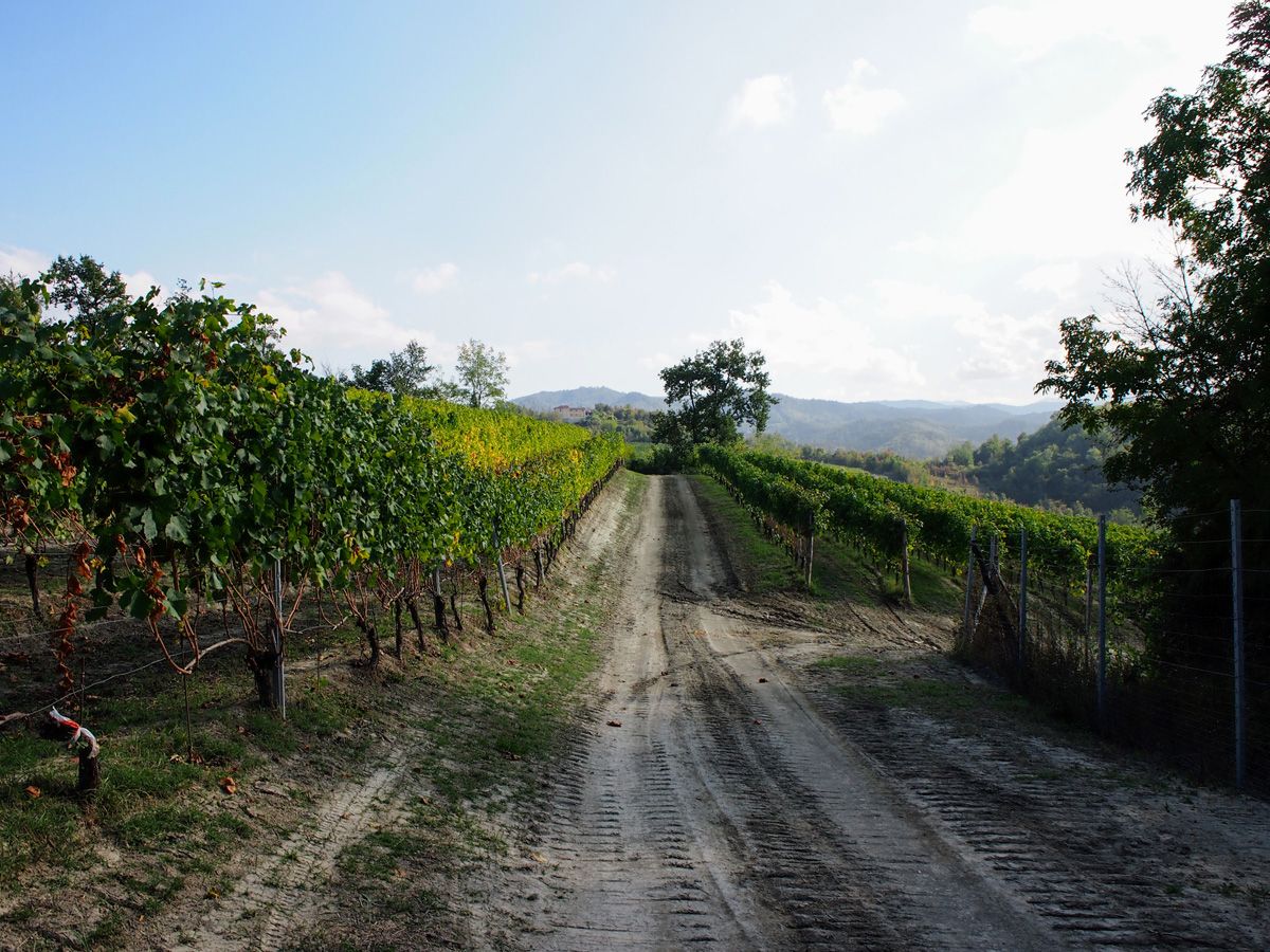 Santa Seraffa Estate – Araldica Castelvero