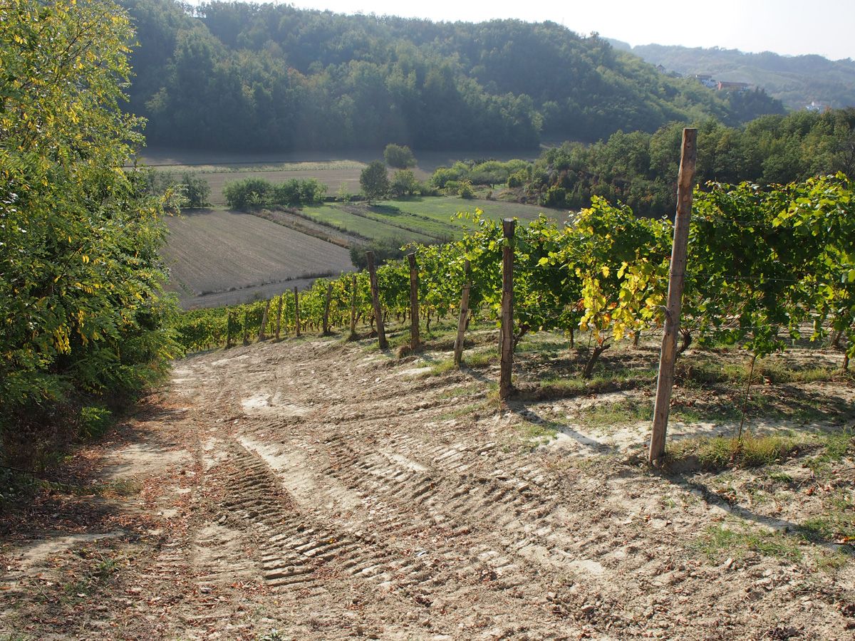 Santa Seraffa Estate – Araldica Castelvero